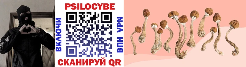 купить наркоту  Сурск  Псилоцибиновые грибы Magic Shrooms 